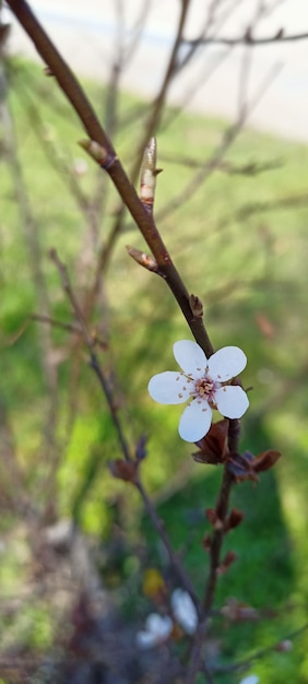 Tree branch with the flowers spring theme