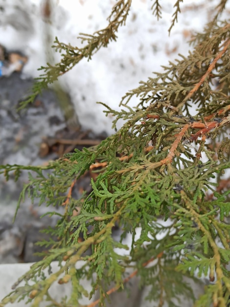 A tree branch with green needles and a white sign that says'pine'on it.