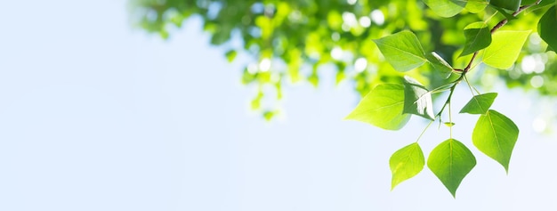 Tree branch with leaves in front of blue sunny sky