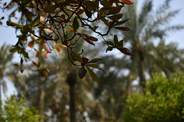 Photo a tree branch with leaves and the word magnolia on it