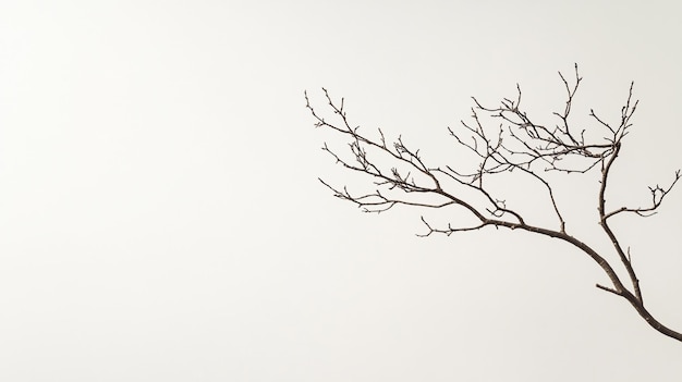 Photo a tree branch with no leaves on it and a gray sky background