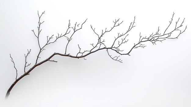 Photo a tree branch with no leaves on it