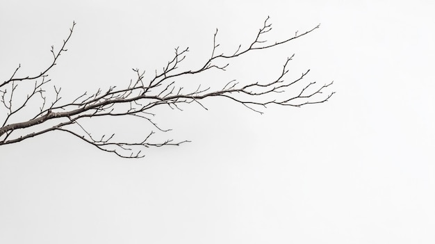 Photo a tree branch with no leaves on it