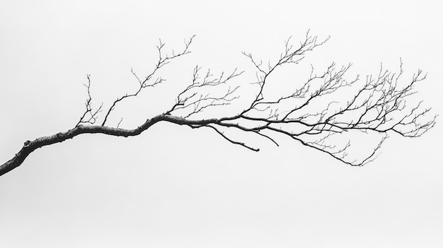 Photo a tree branch with no leaves on it