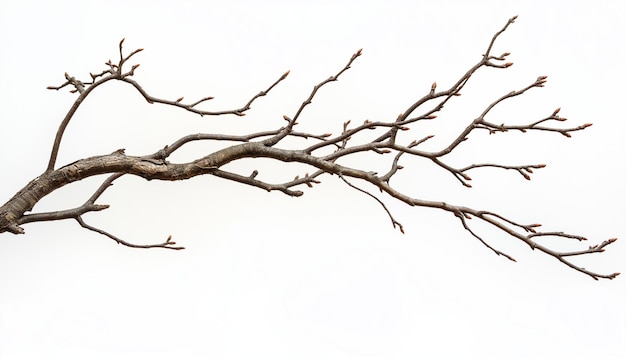 Photo a tree branch with no leaves on it