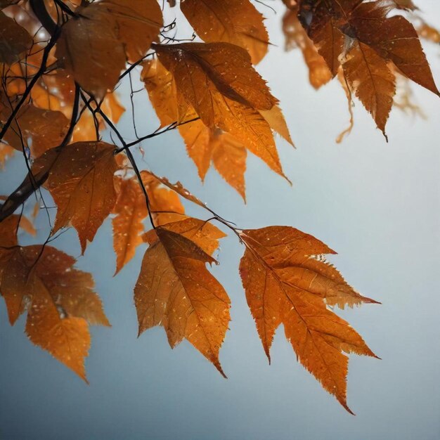 a tree branch with orange leaves that has the word  autumn  on it