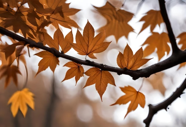 a tree branch with orange leaves that has the word autumn on it