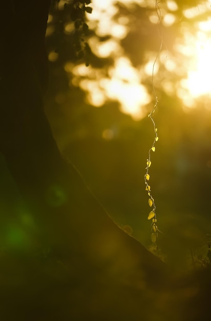 Photo a tree branch with a plant growing out of it