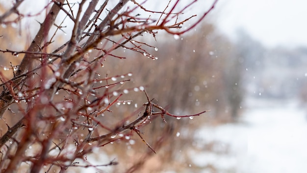 Tree branch with raindrops in winter forest during thaw