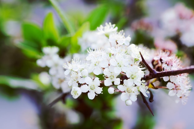 Tree branch with small white flowers brown berries and green leaves