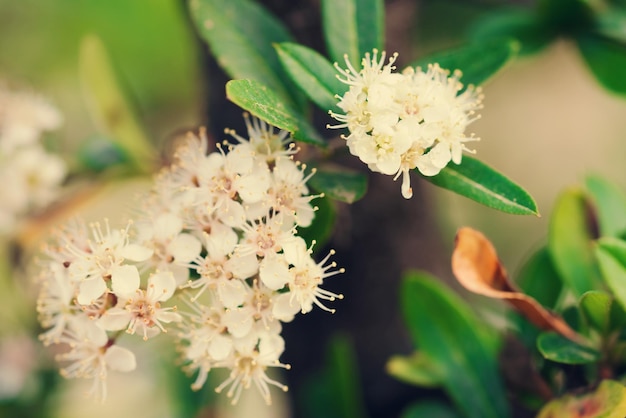 Tree branch with small white flowers