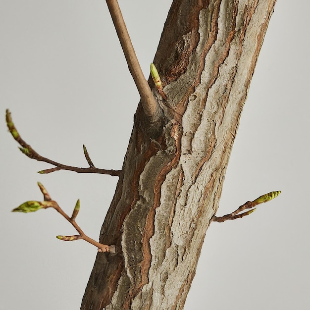 a tree branch with a twig on it and a twig on it