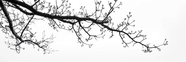 Photo a tree branch with a white background that says quot spring quot