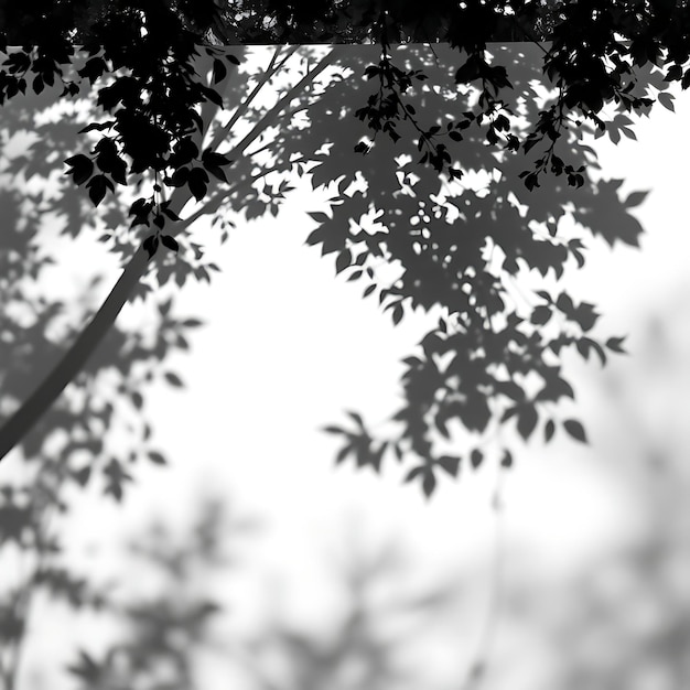 a tree branch with a white background with a few leaves