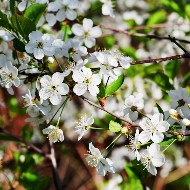 Tree branch with white blossoms