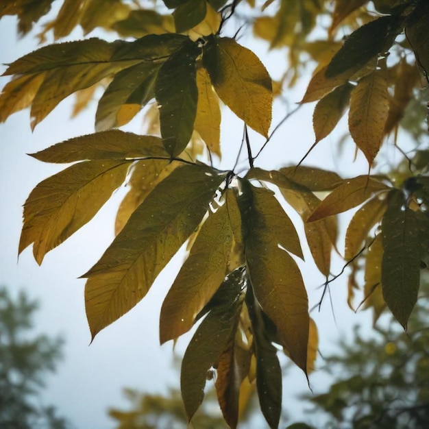 a tree branch with yellow leaves that has the word  fall  on it