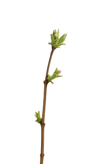 Tree branch with young green leaves isolated on white background