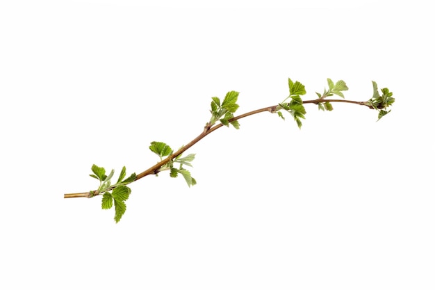 Tree branch with young green leaves isolated on white background