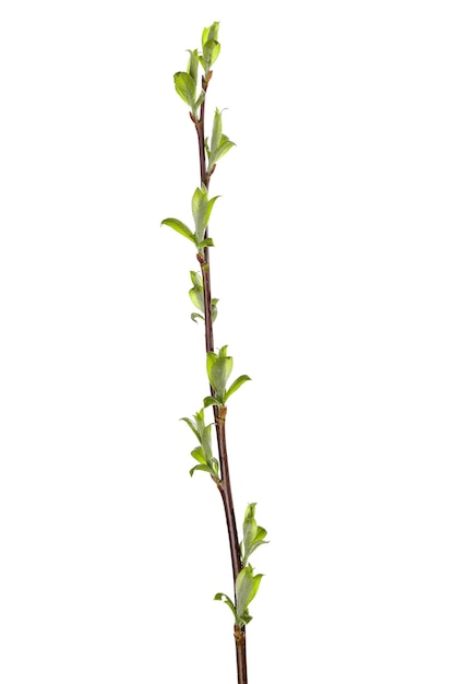 Tree branch with young green leaves isolated on white background