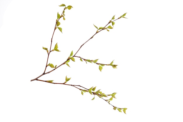 Tree branch with young green leaves isolated on white background