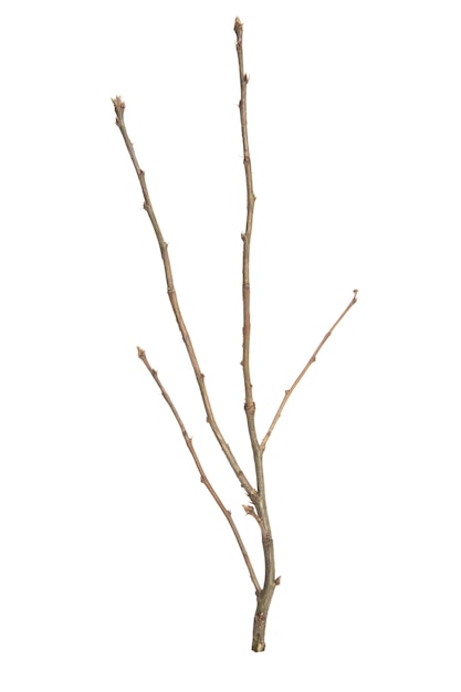 Tree branch without leaves isolated on white background