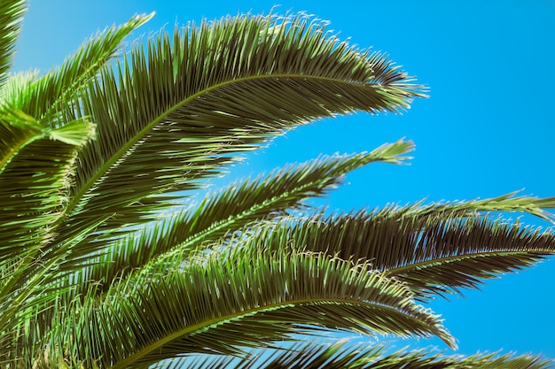 Tree branches on blue sky background