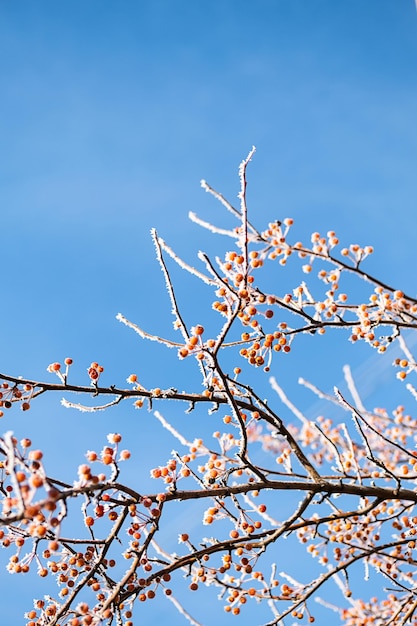 Tree branches covered hoarfrost close up First frost winter coming concept