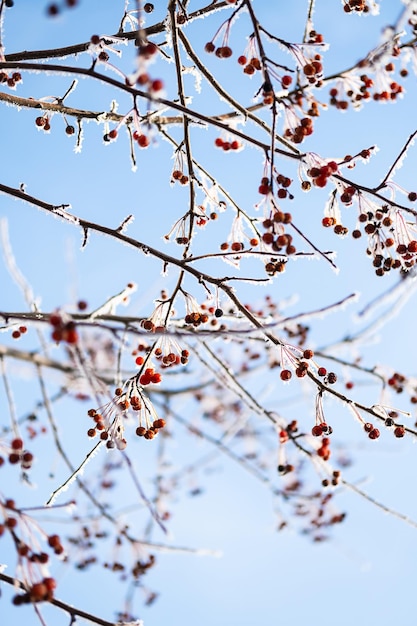 Tree branches covered hoarfrost close up First frost winter coming concept