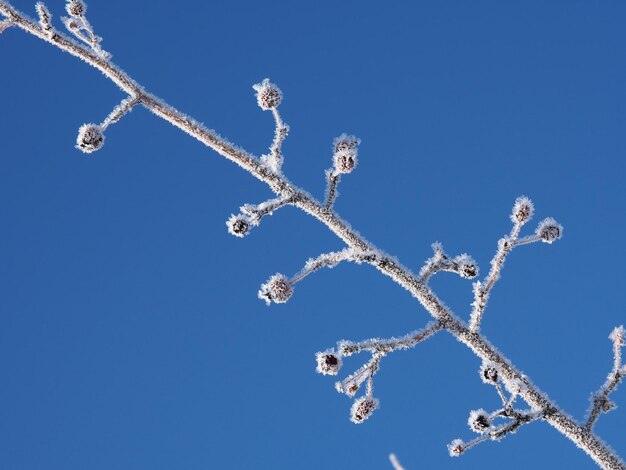 tree branches covered with frost against the blue sky