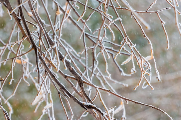 Tree branches covered with frost during snowfall_