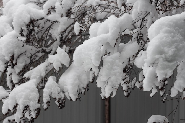 Tree branches covered with snow