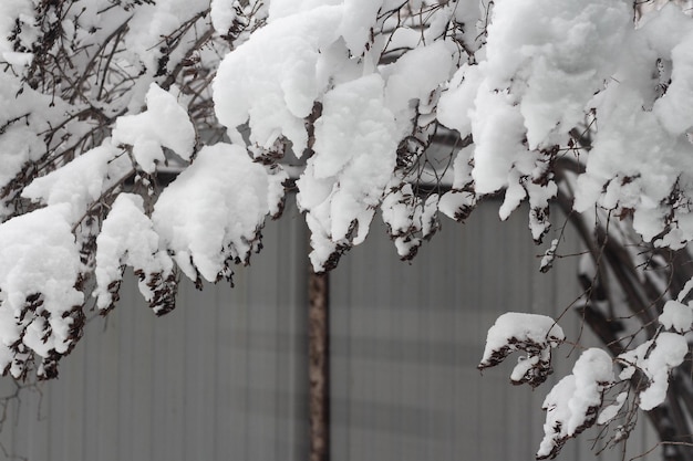 Tree branches covered with snow