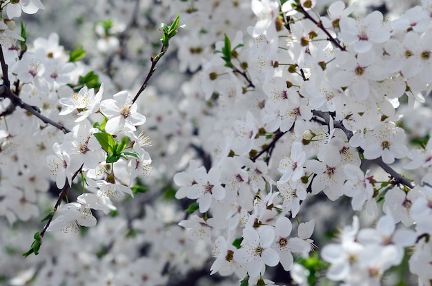 tree branches full of white flowers