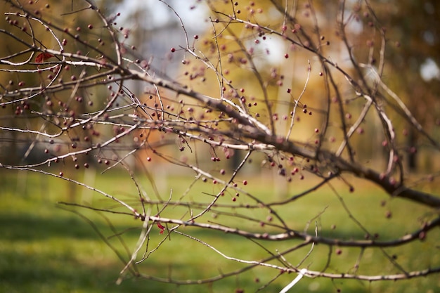 Tree branches Gardening tree closeup