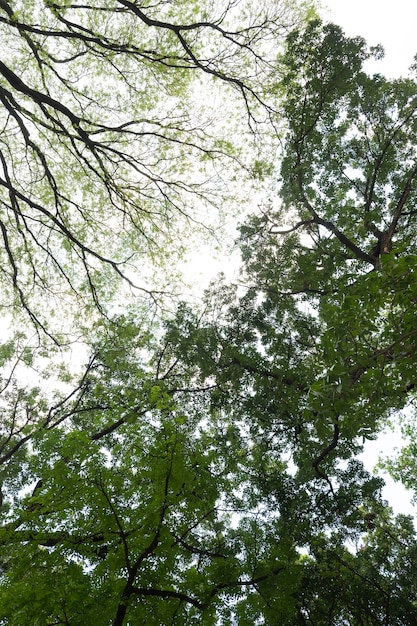 tree branches and leaves