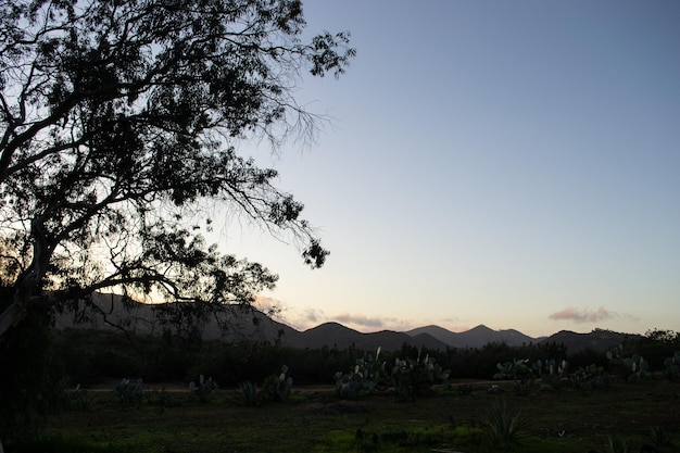 Tree branches mountains landscape sunset silhouette