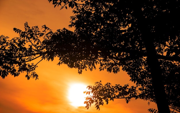 Tree branches silhouette background with orange sunset skyxDxA