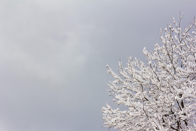 Tree branches in the snow against a gray cloudy sky