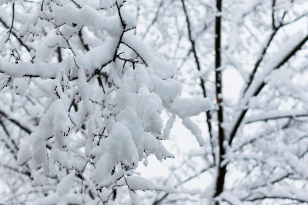 Tree branches in the snow in winter against the background of the serogoneb Snowfall in cold winter