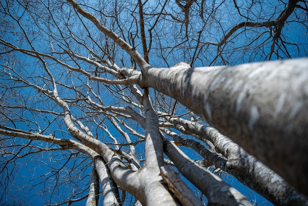 Tree branches stretching into the blue sky