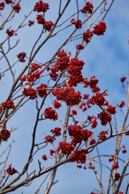 Tree branches studded with red berries of viburnum on background of blue sky with white clouds