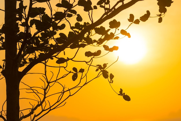 Tree branches through sunset sun