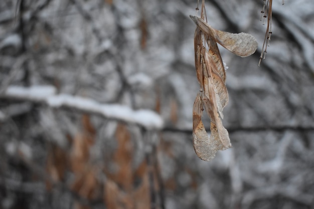 Tree branches in winter close-up