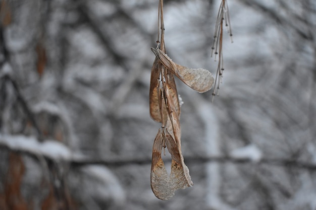 Tree branches in winter close-up