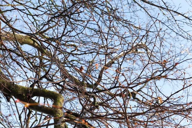 Tree branches in the winter time