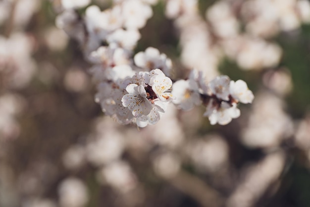 Tree branches with beautiful flowers Spring blossom and floral nature Spring background with bokeh