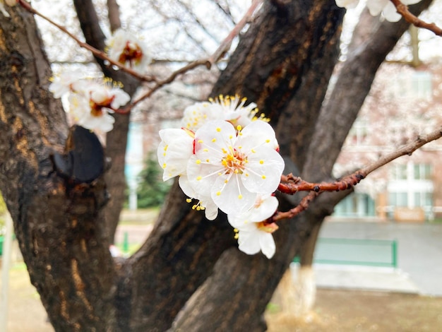 Tree branches with beautiful tiny flowers apricot tree Amazing spring blossom apricot blooms