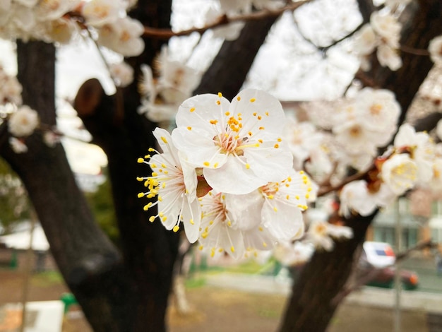 Tree branches with beautiful tiny flowers apricot tree Amazing spring blossom apricot blooms