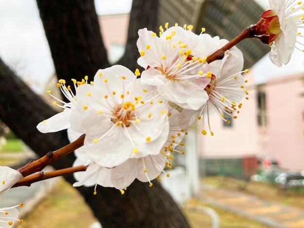 Tree branches with beautiful tiny flowers apricot tree Amazing spring blossom apricot blooms