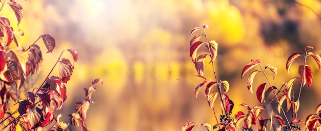 Tree branches with dry autumn leaves near the river on a sunny day autumn background